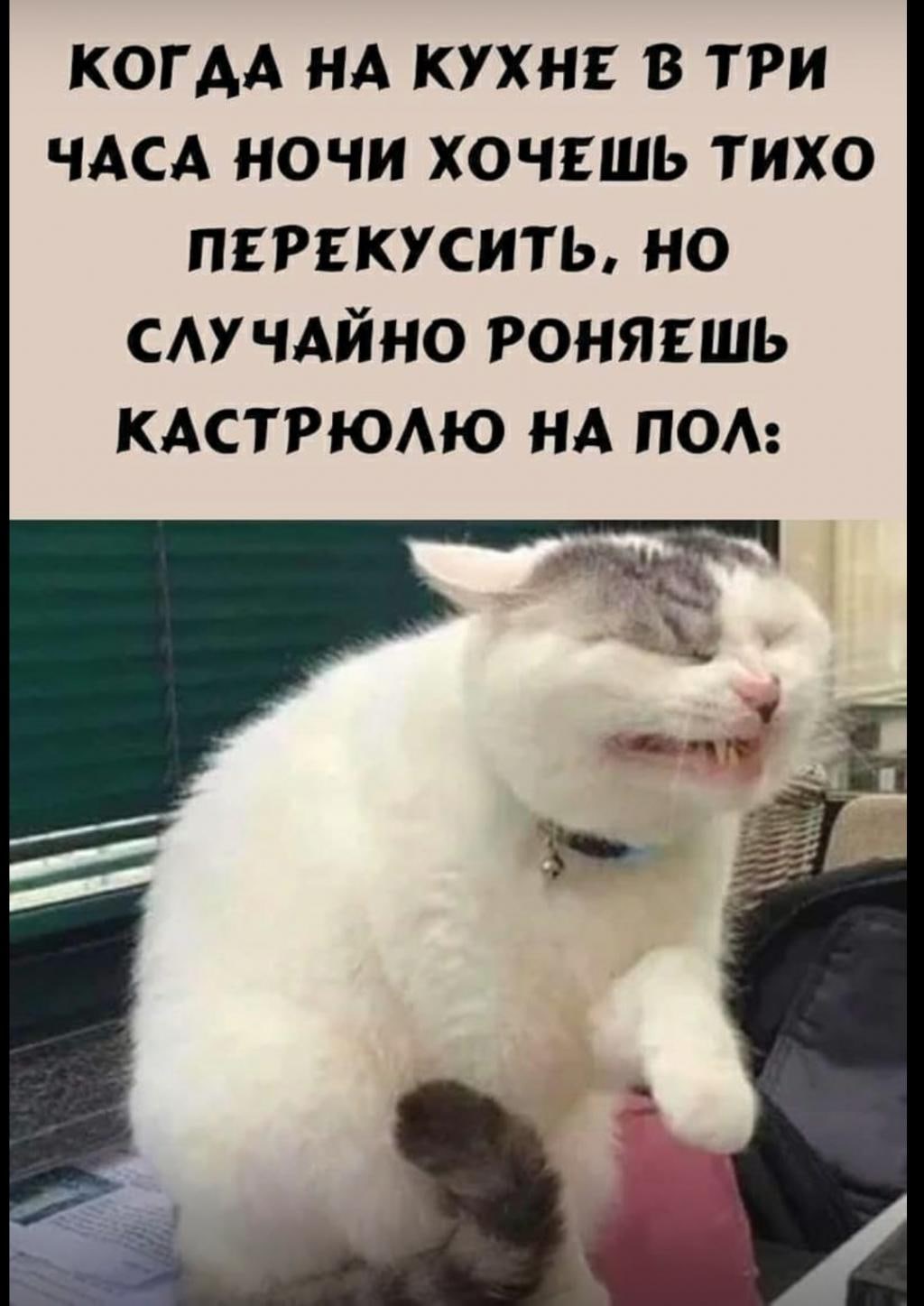 смешные видео кошки Мемы про котов фото