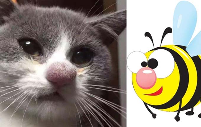 Смешные коты укушенные пчелами (видео)