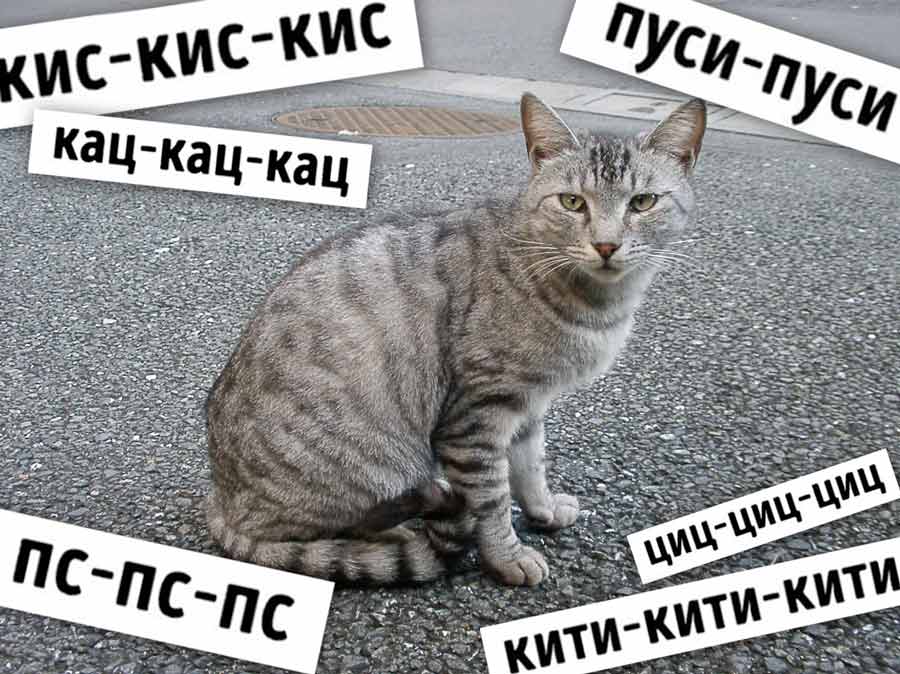 Как в разных странах подзывают кошек