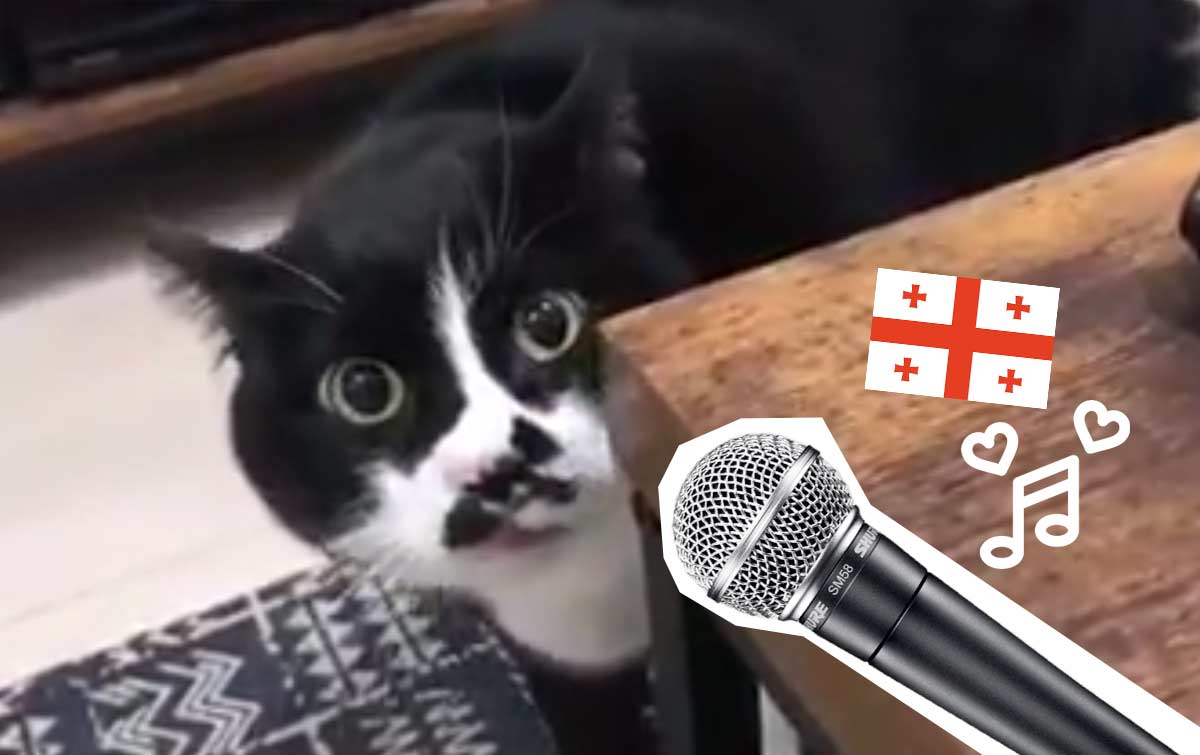 Кот виртуозно исполняет грузинские песни