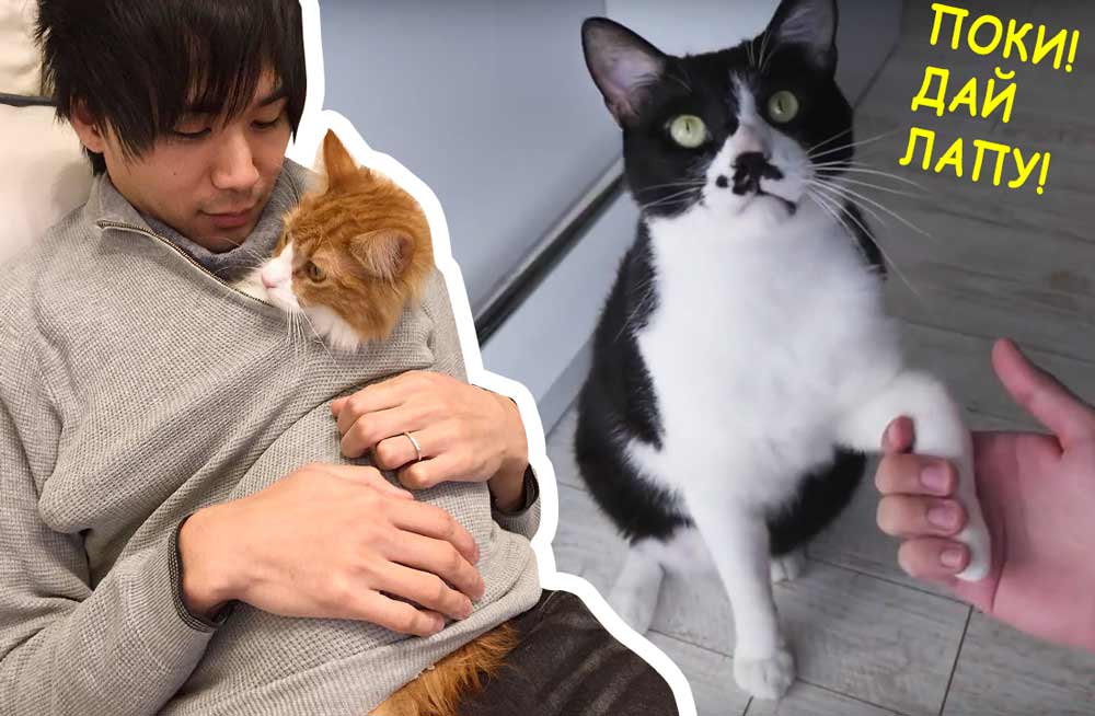 Популярный блогер JunsKitchen рассказал как дрессирует своих котов