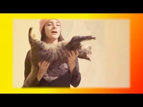 Загадка про кошку Смешное видео про кошек и котят фото