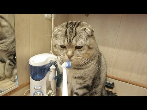 ветклиника кошек в москве Кот чистит зубы. Смешной кот Василек - чистюля. фото