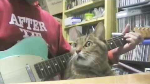 ветклиника кошек в москве Кот-внимательный слушатель фото