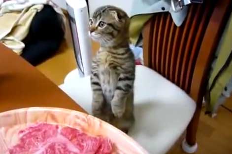 Загадка про кошку Котенок не сводит глаз от еды на столе фото