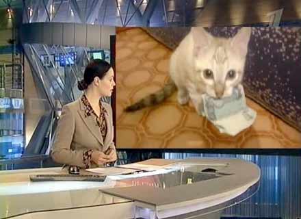 вопросы про кошек Кот воришка украл тысячу рублей и не отдает фото