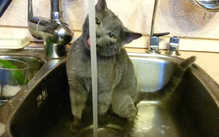 Кошка купается в раковине на кухне фото