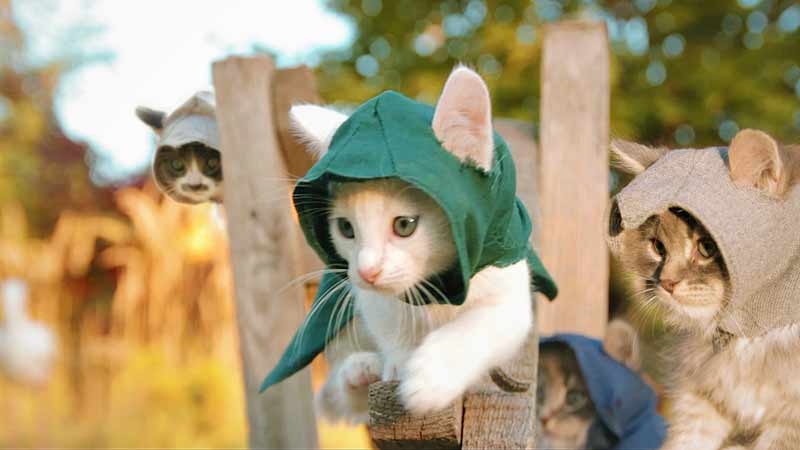 Загадка про кошку Котята-ассасины спешат на помощь фото