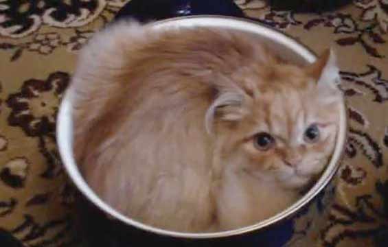 ветклиника кошек в москве Нашел себе дом в кастрюле фото