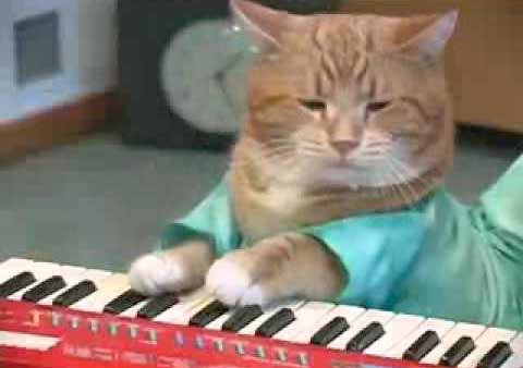 вопросы про кошек Кошка-музыкант играет на пианино фото