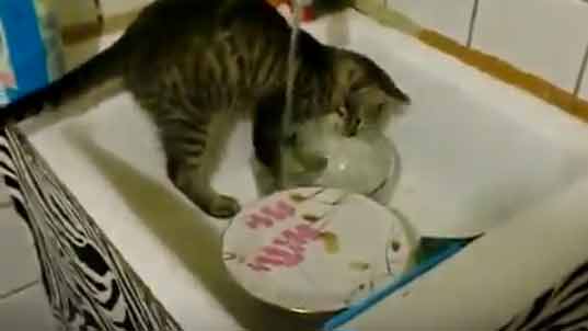 вопросы про кошек Кошка моет посуду фото
