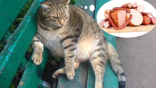 ветклиника кошек в москве Очень толстый кот сидит на лавочке фото
