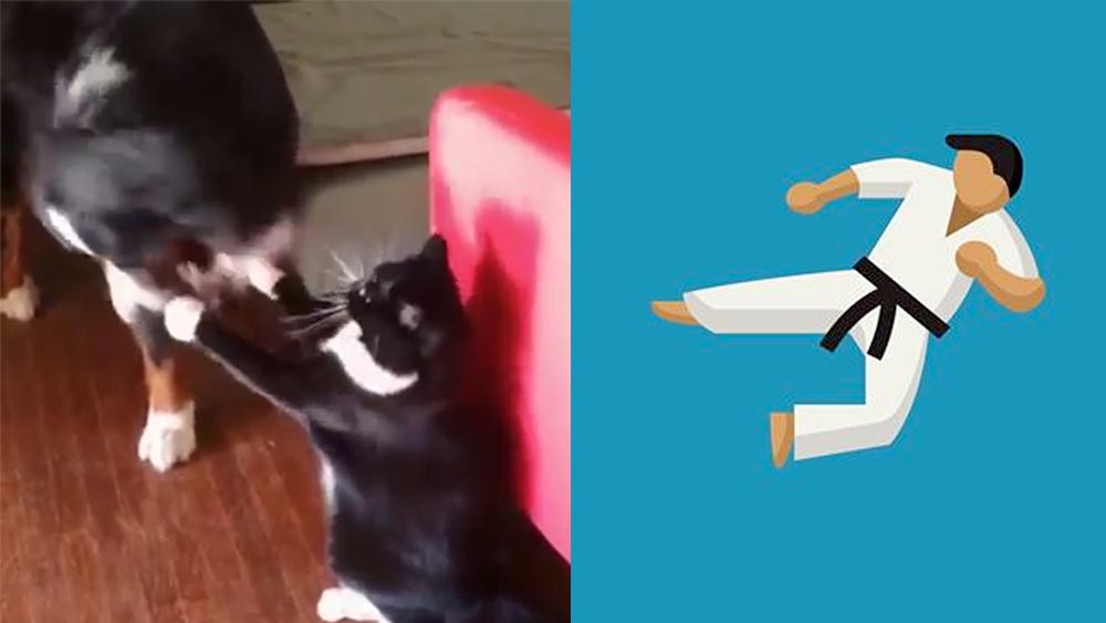 ветклиника кошек в москве Агрессивный кот поставил собаку на место фото