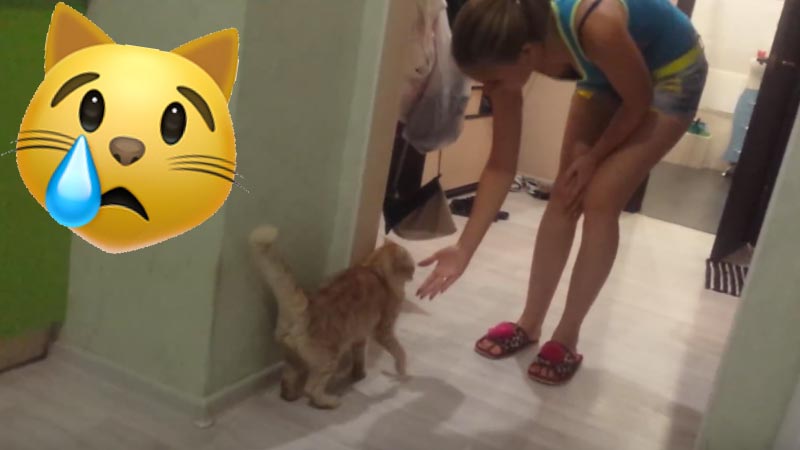 ветклиника кошек в москве Кот за что-то обиделся на девушку фото