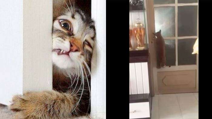 Мультик про кошку Во Вьетнаме кот научился открывать запертые двери