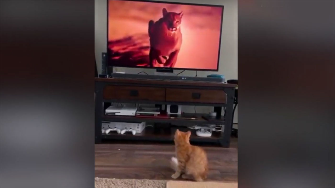 Загадка про кошку Реакция кота на пуму из телевизора фото