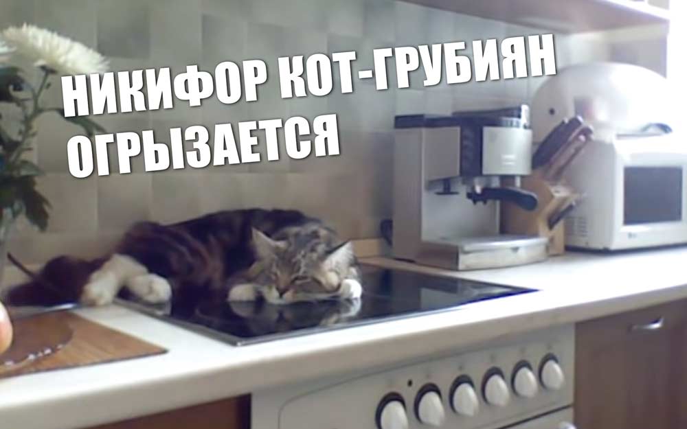 ветклиника кошек в москве Никифор кот-грубиян - огрызается, несуразно выражается, спорит с хозяйкой фото