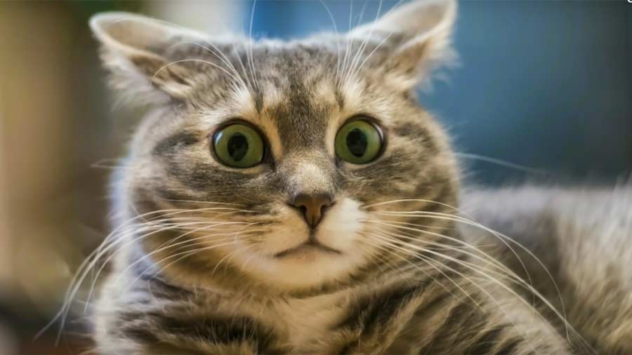 Приколы с котами – Смешная озвучка Кот Мурзик фото