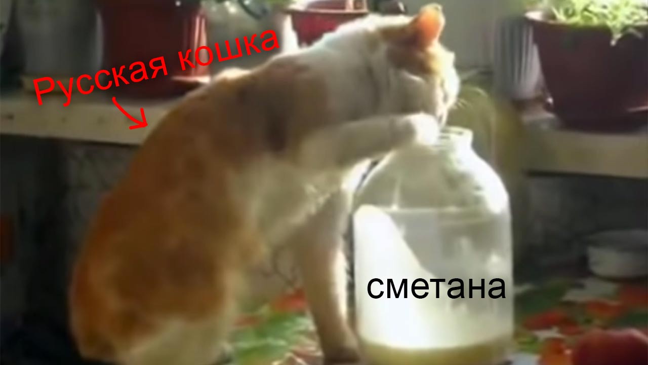 Загадка про кошку Эти смешные русские кошки фото