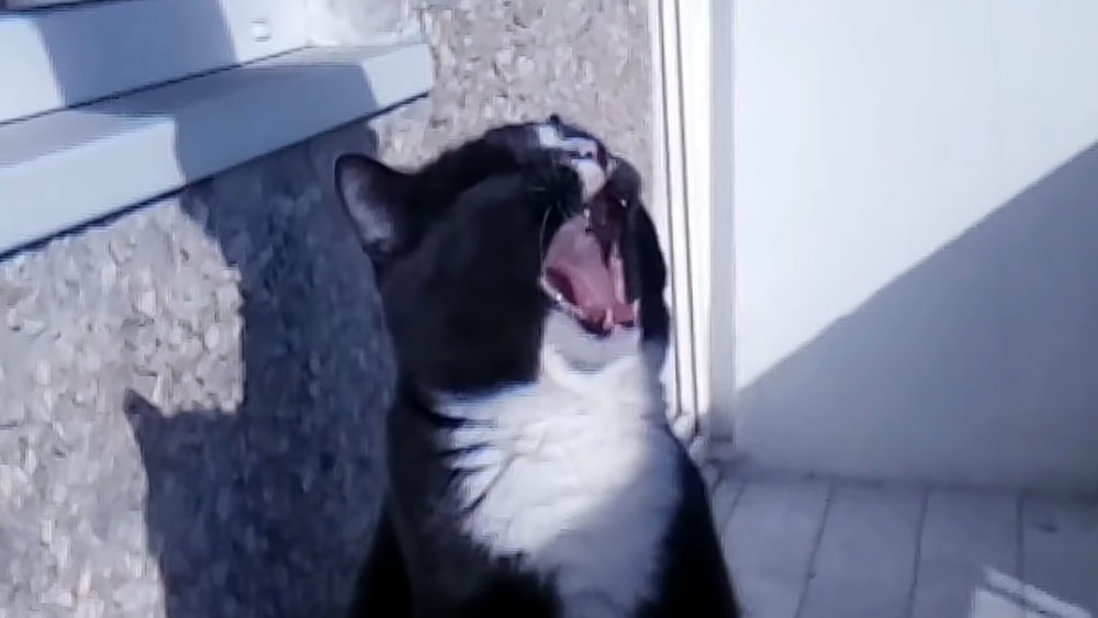 вопросы про кошек Видео зевающего котика Пирата взорвало сеть фото