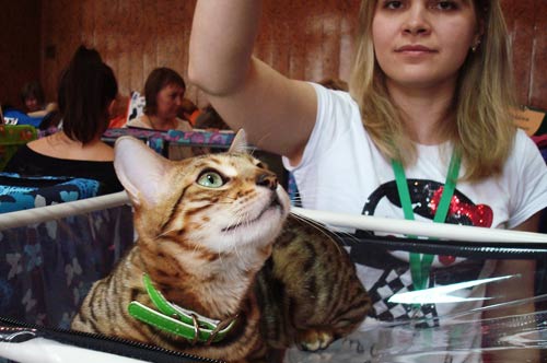 Международная выставка кошек в Ульяновске