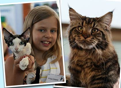 Выставка кошек прошла в Одессе